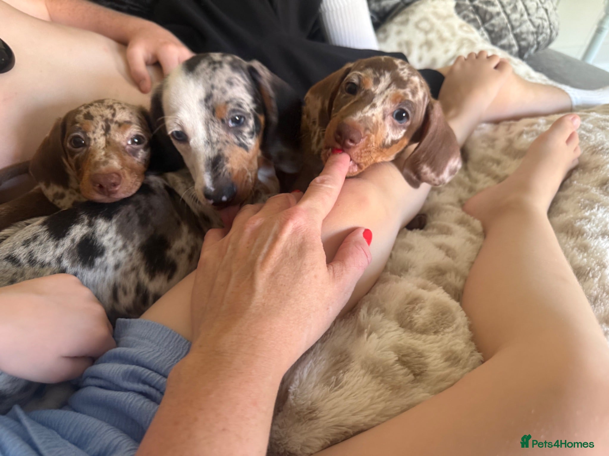 Miniature Dachshund dogs Mini dashund puppies  - Advert 7