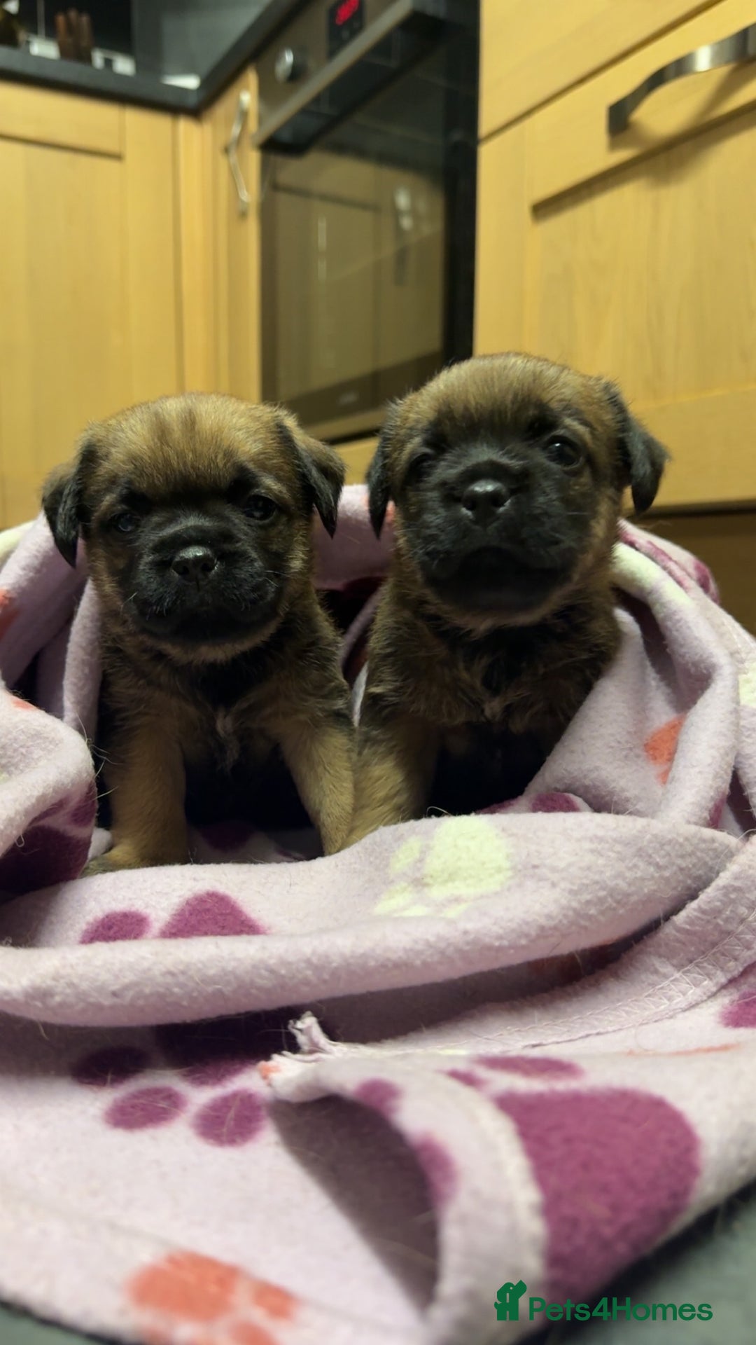 Border Terrier dogs for sale: KC Reg Border terrier pups - Advert 4