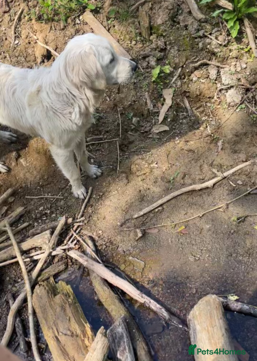 Golden Retriever dogs for sale: Golden retriever 5 boys🐶🐾 - Advert 1