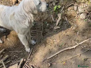 Golden Retriever dogs Golden retriever 5 boys🐶🐾 - Advert 9