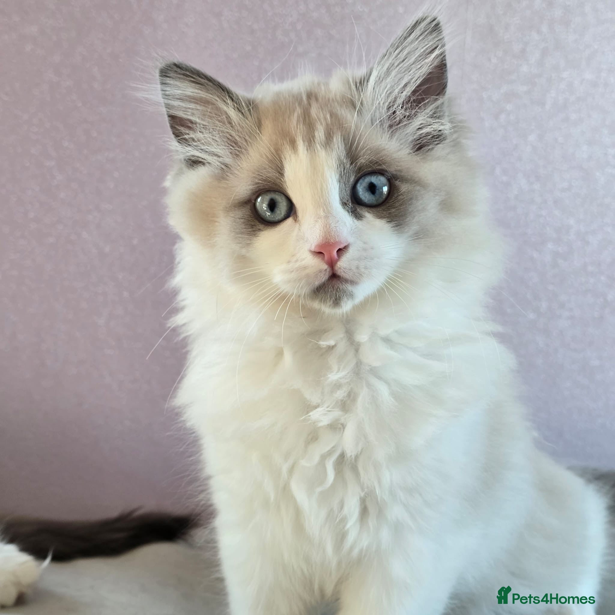 Ragdoll cats CollieKiss Ragdolls – Beautiful TICA Registered - Advert 1