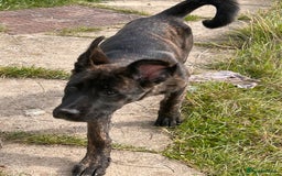 Mixed Breed dogs for sale: One puppy left, Cane Corso X Japanese Akita - Image 11