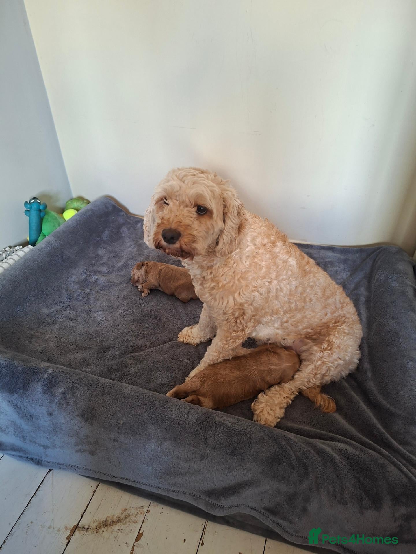 Cockapoo dogs Beautiful Red F1b Male Cockapoo - Advert 1