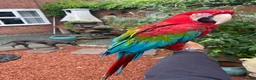 Macaws birds for sale: Green wing macaw  - Advert 3
