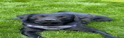 Labrador Retriever dogs for stud: Outstanding Working Line Black Labrador Retriever  - Advert 8