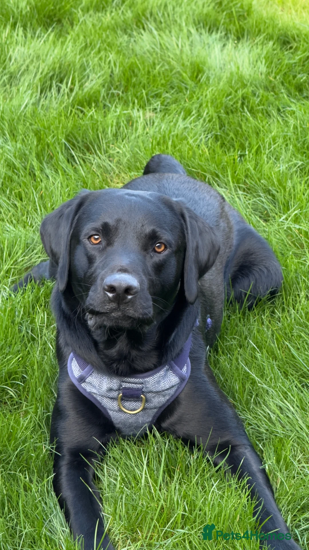 Labrador Retriever dogs for stud: Outstanding Working Line Black Labrador Retriever  - Advert 8