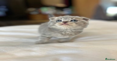 Scottish Fold cats - Advert 7