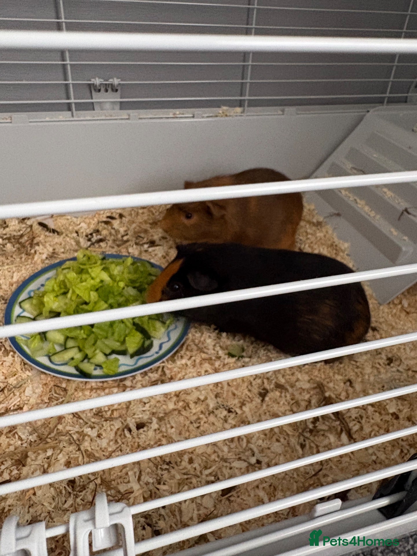 Guinea Pig rodents for sale: Two guinea pigs for adoption - Advert 4