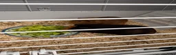 Guinea Pig rodents for sale: Two guinea pigs for adoption in Hyde - Advert 1