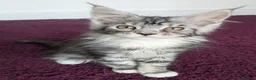 Maine Coon cats for sale: 🏆 Champion Sired Maine Coon Kittens – TICA - Advert 18