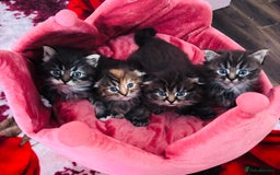 Scottish Fold cats for sale: Gorgeous Scottish Fold long hair - Image 9