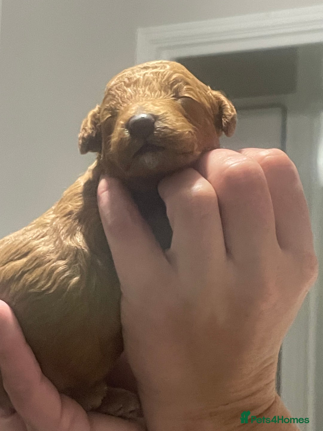 Toy Poodle dogs for sale: Red toy poodle  - Image 11