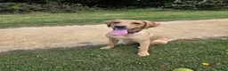 Labrador Retriever dogs for sale: Labrador retriever puppy 6 months old girl in Aylesbury - Advert 7