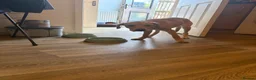 Labrador Retriever dogs for sale: 6 month old Lab needs a new home - Advert 3