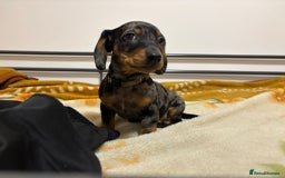 Miniature Dachshund dogs for sale: Miniature Dachshund KC last two girls  - Image 22