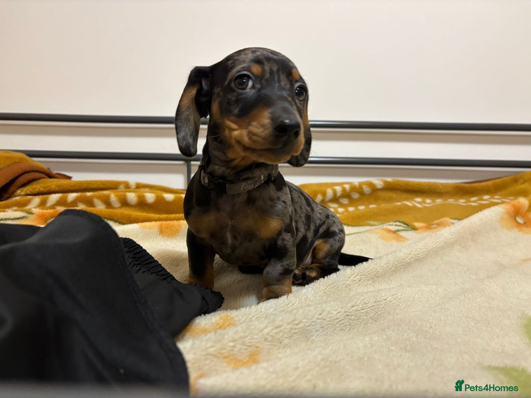 Miniature Dachshund dogs for sale: Miniature Dachshund KC last two girls  - Image 22
