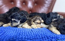 Cockapoo dogs for sale: F1 Gen Cockapoo Puppies - Image 22