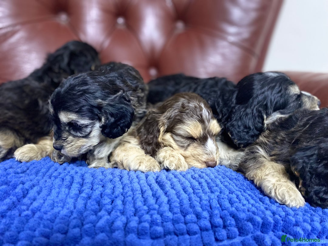 Cockapoo dogs for sale: F1 Gen Cockapoo Puppies - Image 22