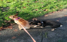 French Bulldog dogs for adoption: ❤️DORIS-LITTLE FRENCHIE GIRL WITH BIG PERSONALITY - Advert 12