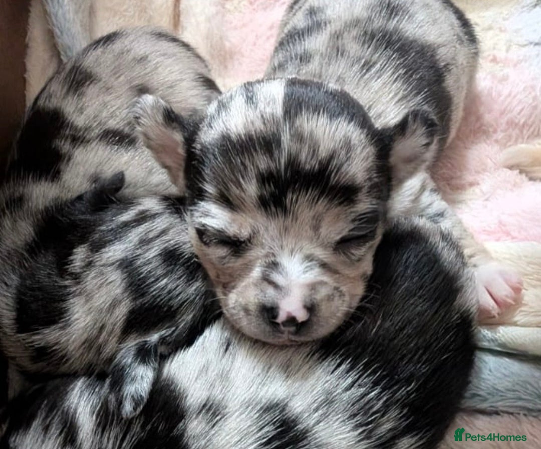 Chihuahua dogs for sale: Beautiful Merle Chihuahua Puppies 🐶  - Advert 1
