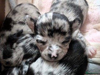 Chihuahua dogs Beautiful Merle Chihuahua Puppies 🐶 - Advert 10