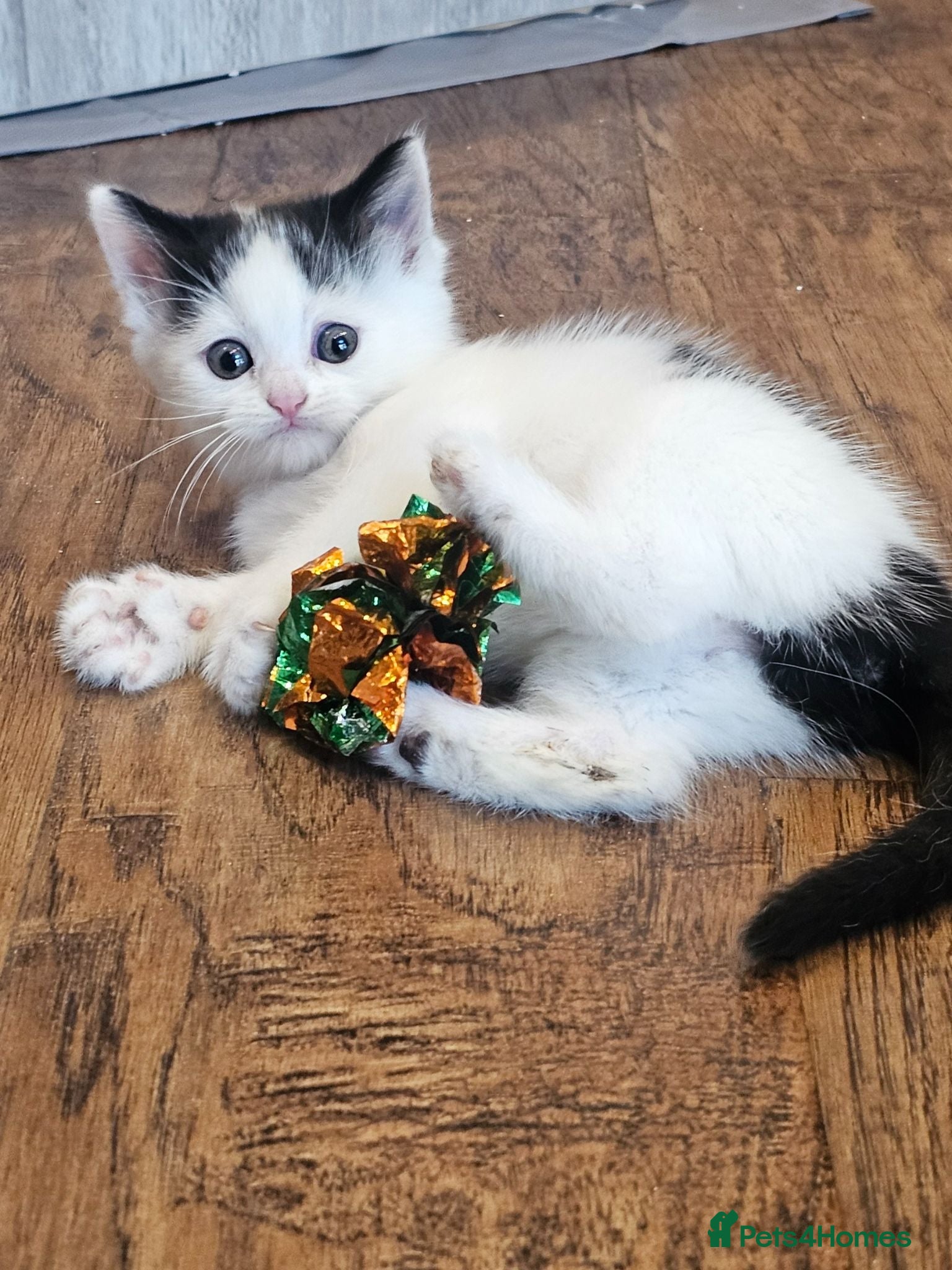 Ragdoll cats Beautiful Home-Reared Ragdoll Cross Kittens - Advert 2