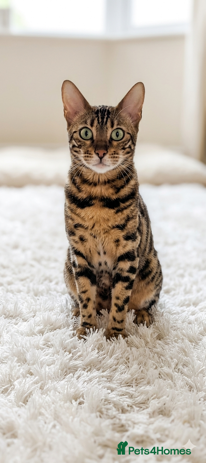 Mixed Breed cats Stunning Bengal Mix Kitten 1 girl. - Advert 7