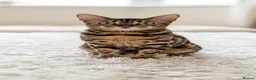 Mixed Breed cats for sale: Stunning Bengal Mix Kitten 1 girl. - Advert 1