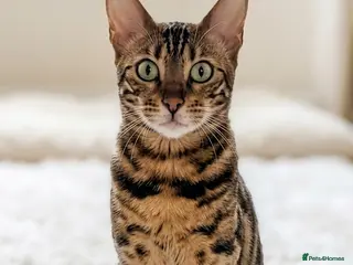 Mixed Breed cats Stunning Bengal Mix Kitten 1 girl. - Advert 3
