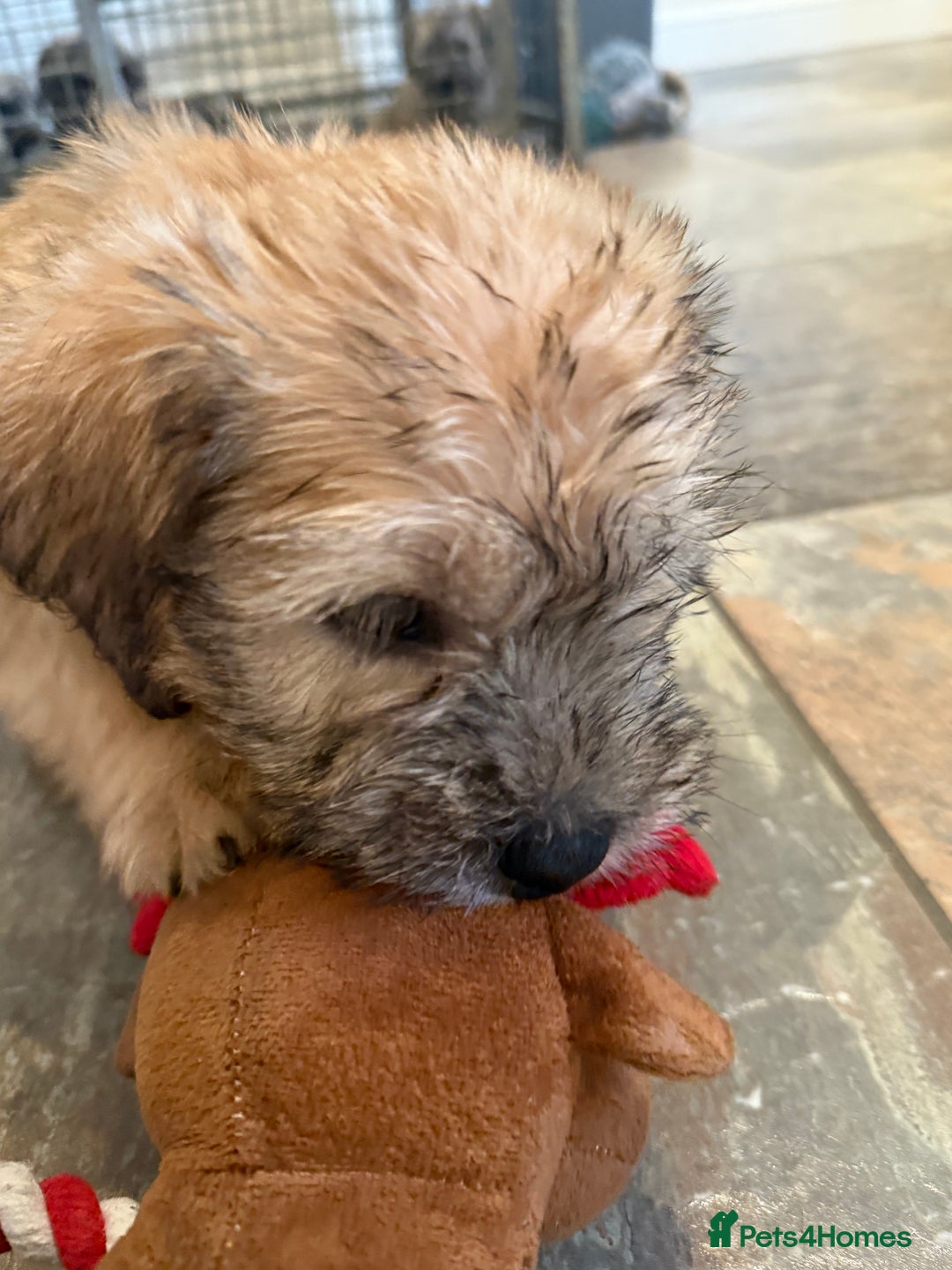 Glen of Imaal Terrier dogs for sale: Glen of Imaal terrier puppies - Advert 22