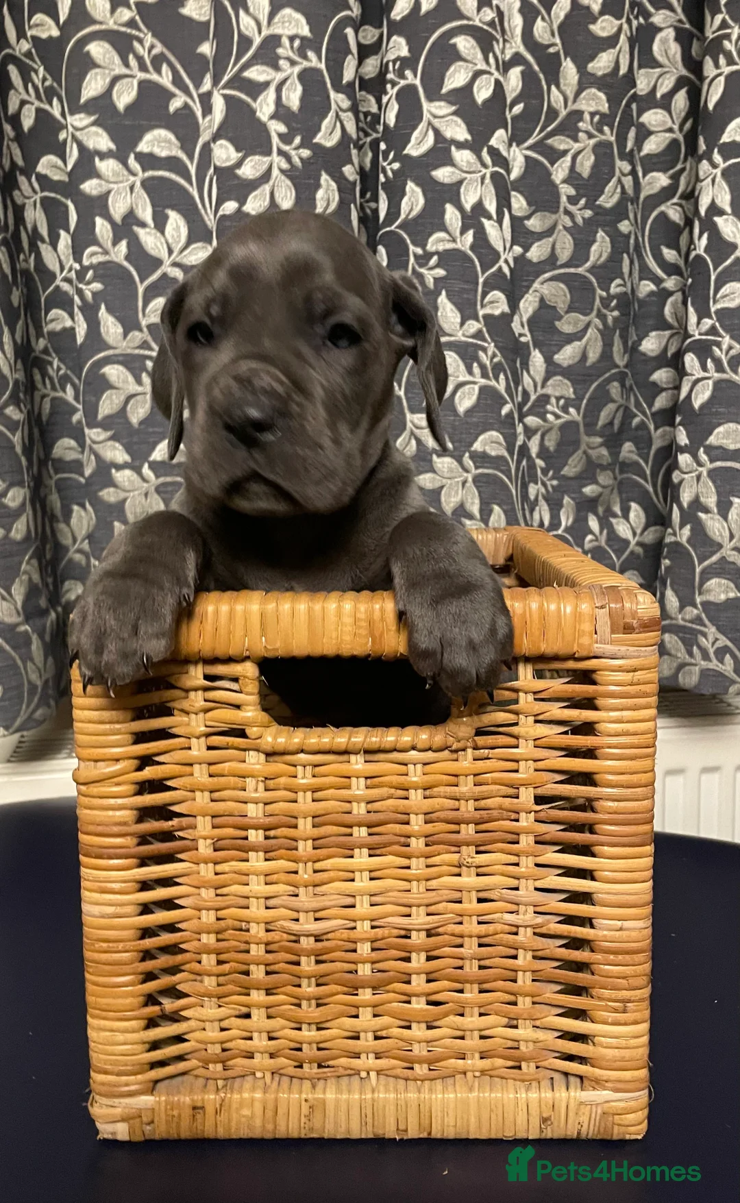 Mixed Breed dogs for sale: STUNNING MASTIFF/GREAT DANE PUPPIES - Advert 31