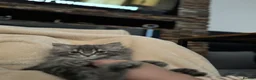 British Longhair cats for sale: British long hair  in New Malden - Advert 9