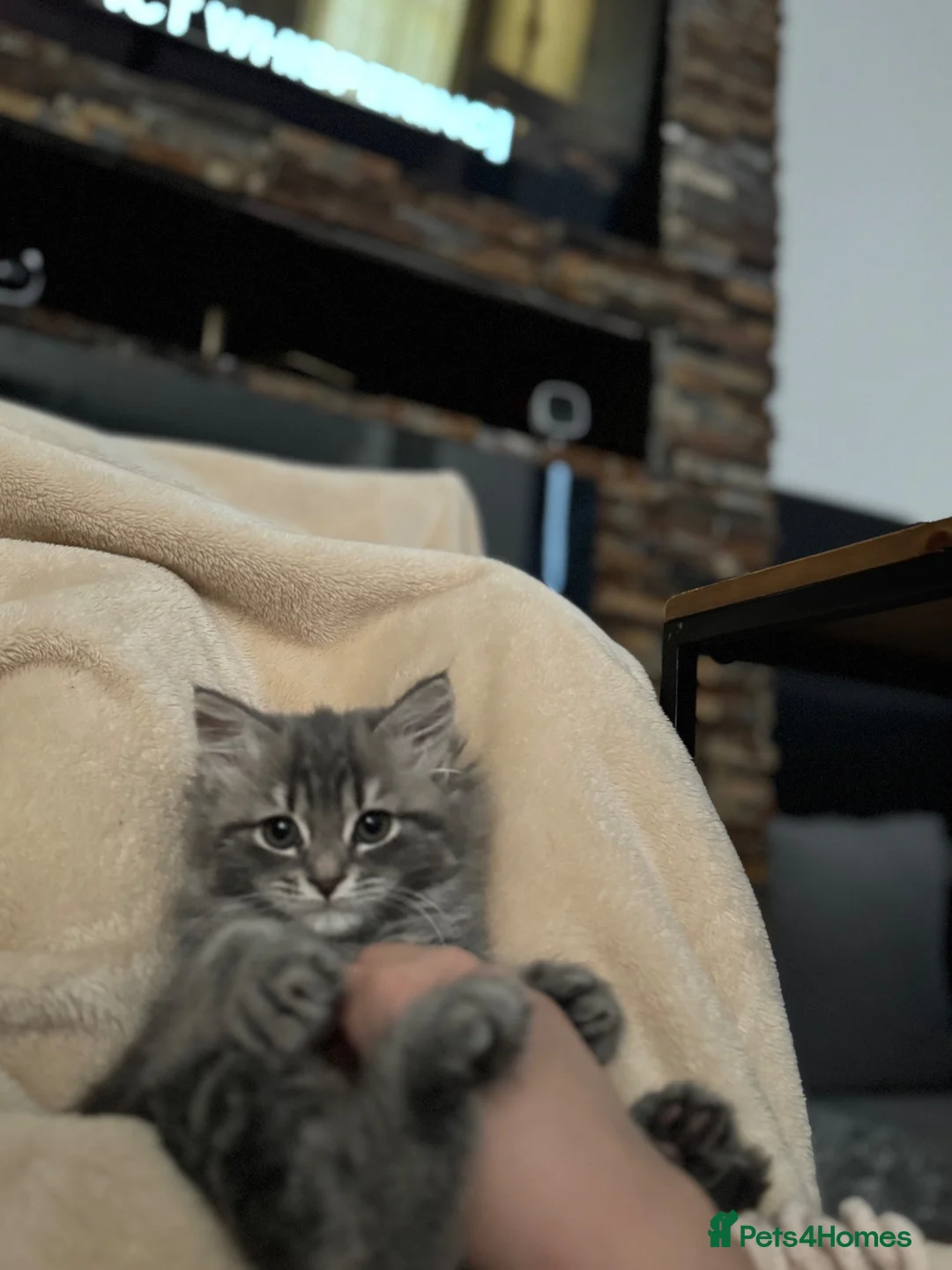 British Longhair cats for sale: British long hair  in New Malden - Advert 9