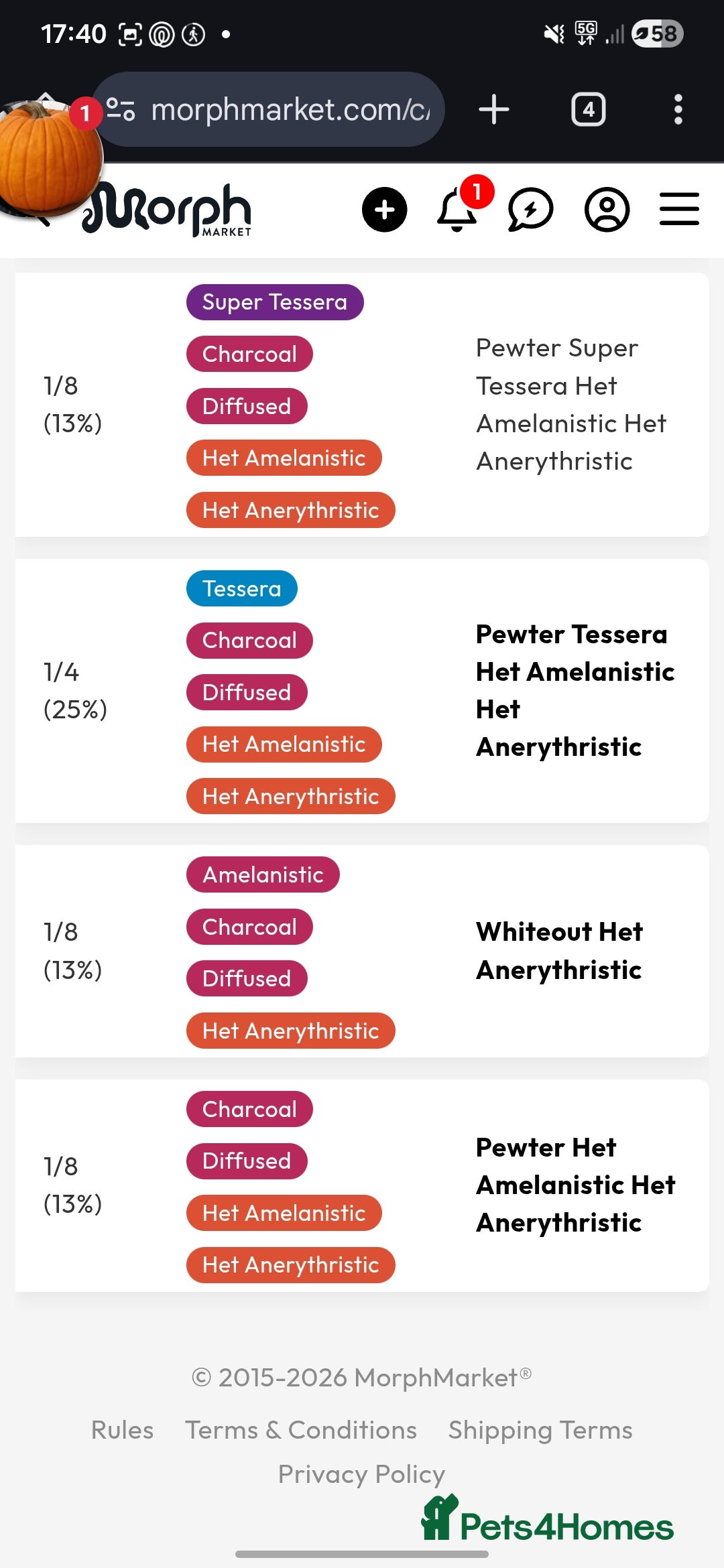 Corn Snake reptiles for sale: Baby Corn Snake For sale  - Advert 7