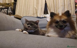 British Longhair cats for sale: 3 year old long haired cat  - Image 1