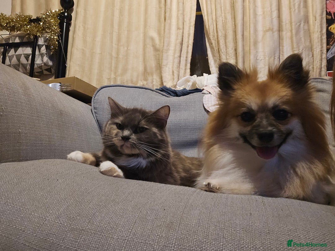 British Longhair cats for sale: 3 year old long haired cat  - Image 1