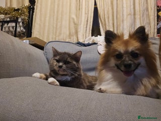 British Longhair cats - Advert 1