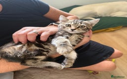 Domestic Shorthair cats for sale: Sweet little girl - Image 1