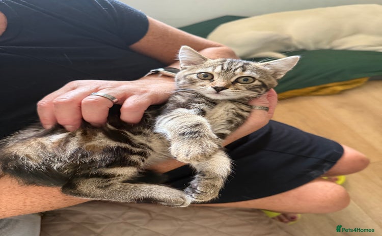 Domestic Shorthair cats - Advert 2