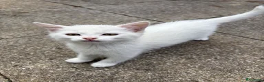 Turkish Angora 1