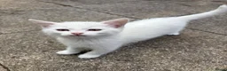 Turkish Angora cats for sale: 3 white and 2 black cats for sale in Oswestry - Advert 3