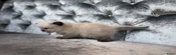 Ragdoll cats for sale: Ragdoll - Advert 9