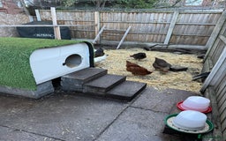 Chickens poultry for sale: Chickens for sale - Image 17