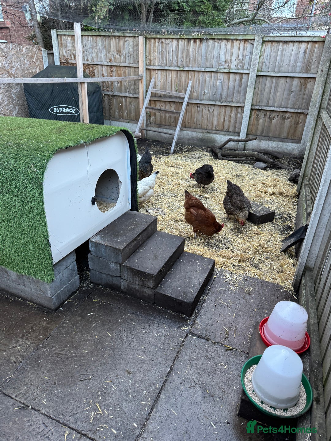 Chickens poultry for sale: Chickens for sale - Image 17