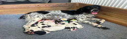 English Springer Spaniel dogs for sale: Working English springer spaniel  in Coalville - Advert 1