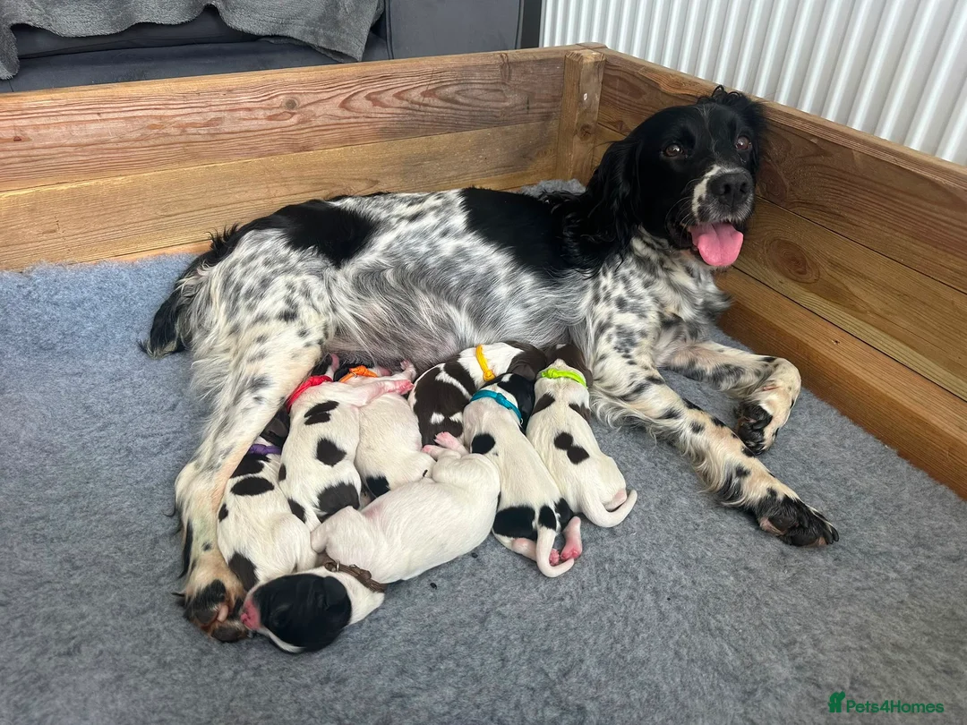 English Springer Spaniel dogs for sale: Working English springer spaniel  in Coalville - Advert 1