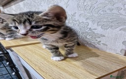 Domestic Shorthair cats for sale: Kittens - Advert 1