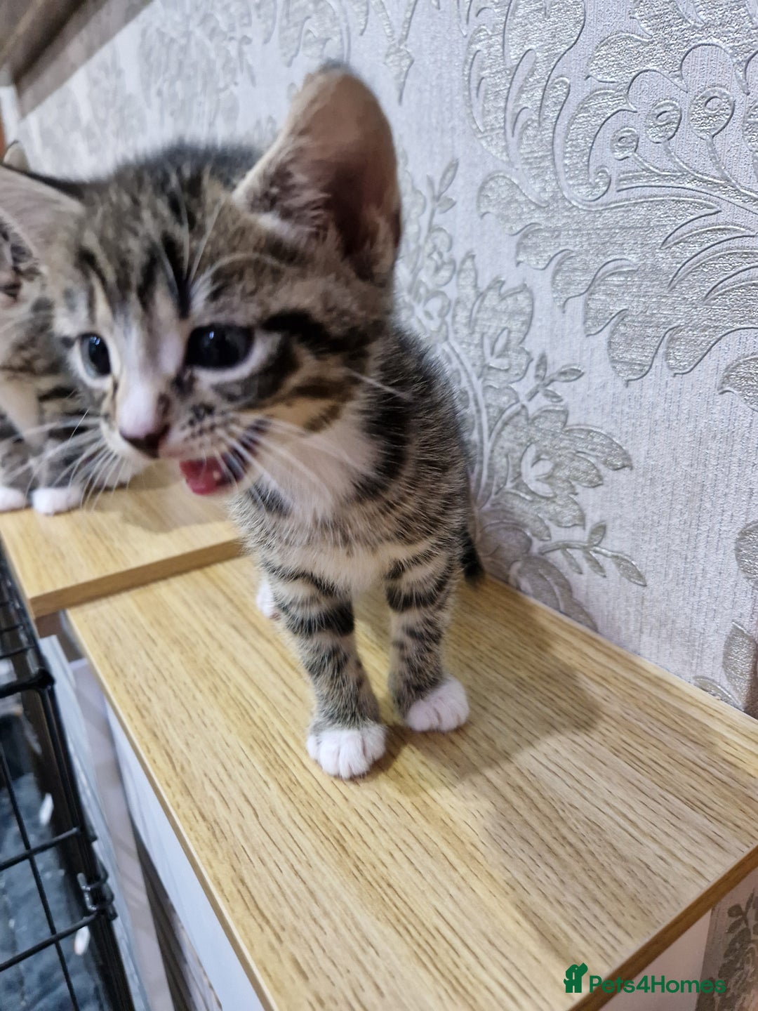 Domestic Shorthair cats for sale: Kittens - Advert 1