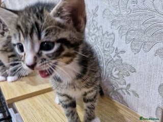 Domestic Shorthair cats Kittens - Advert 14