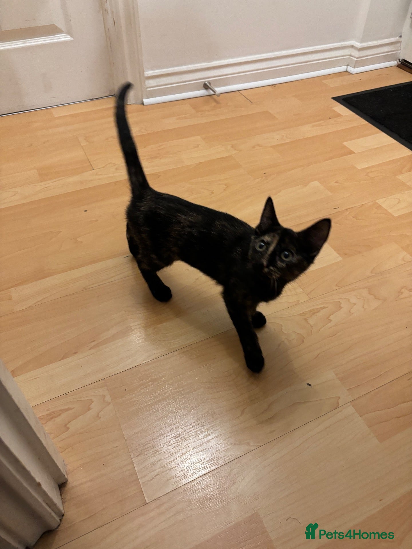 Sphynx cats Sphynx  cross female kitten 11wks  - Advert 7